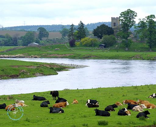 Scottish Borders 8T049D-13.JPG